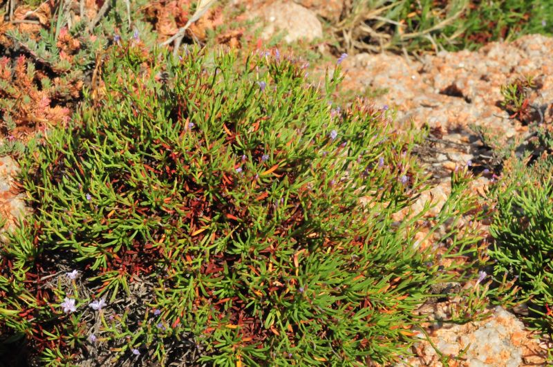 Limonium contortirameum